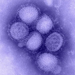 インフルエンザの予防と対策。抵抗力を高めておくことがポイント! influenza virus 150x150 インフルエンザの予防と対策。抵抗力を高めておくことがポイント!